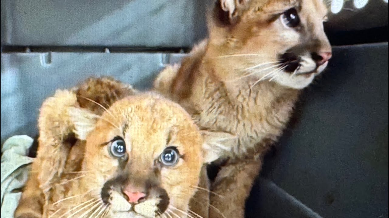 Oakland Zoo Shows Orphaned Mountain Lion Cubs Delivered To The Zoo’s Vet Hospital This Week