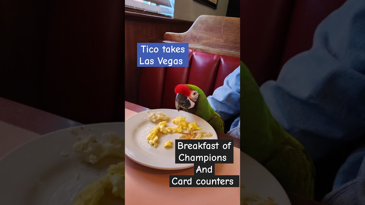 Breakfast of Champions, and card counters. Tico takes Las Vegas